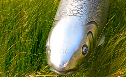 在线短信轰炸机网页版